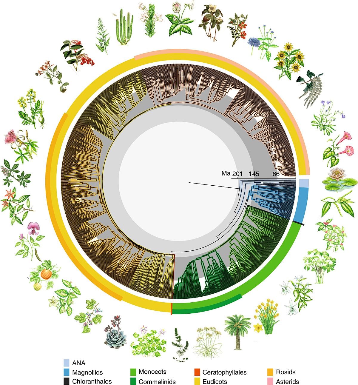 Flowering Plant Phylogeny diagram